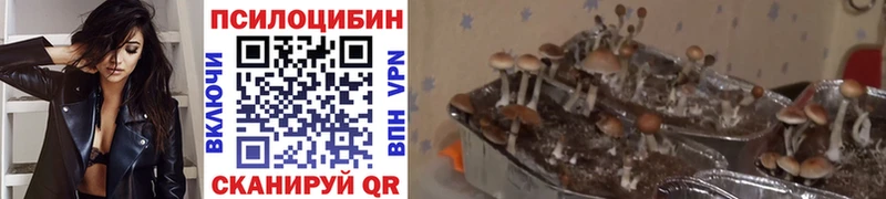 Псилоцибиновые грибы мицелий Шумиха